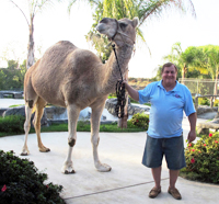camel limousine